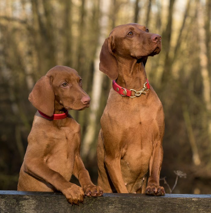 home-services-004 Two adorable Vizslas with red collars posing together in a forest setting.