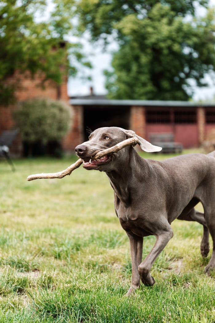A playful Weimaraner dog running with a stick in a sunny backyard.