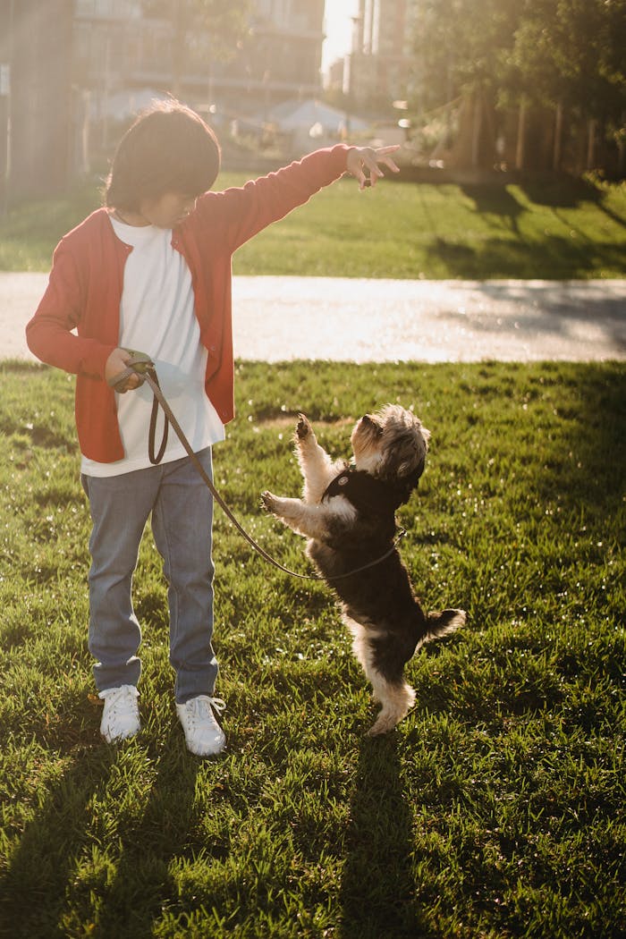 cta-bg A young boy trains his Yorkshire Terrier dog in a sunlit park, capturing a playful moment.