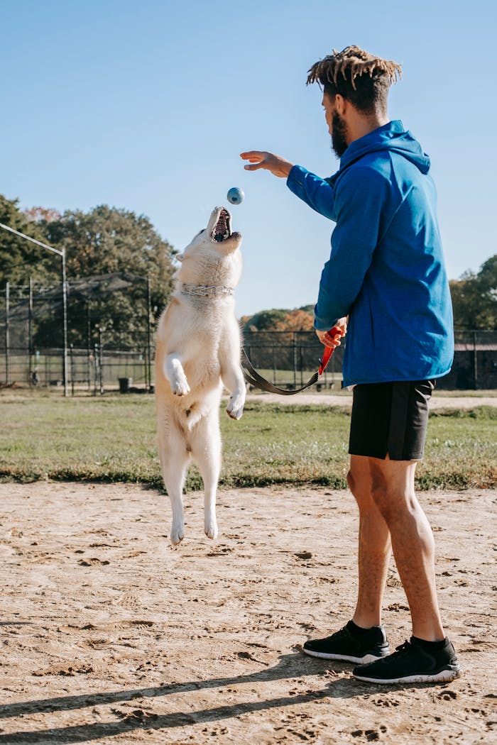 home-services-01 Side view of young man in sportswear training jumping dog on sunny day
