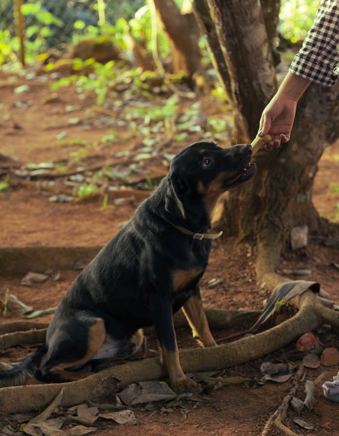 A black dog sits on a root while receiving a treat outdoors, showing pet behavior.