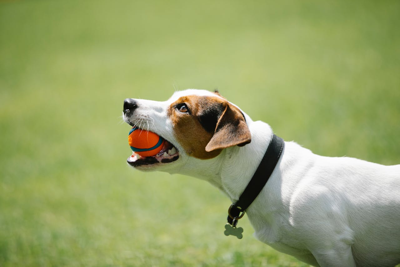 home-services-02 Side view of adorable Jack Russel terrier in black collar with metal bone holding toy in teeth on blurred background of green lawn in park