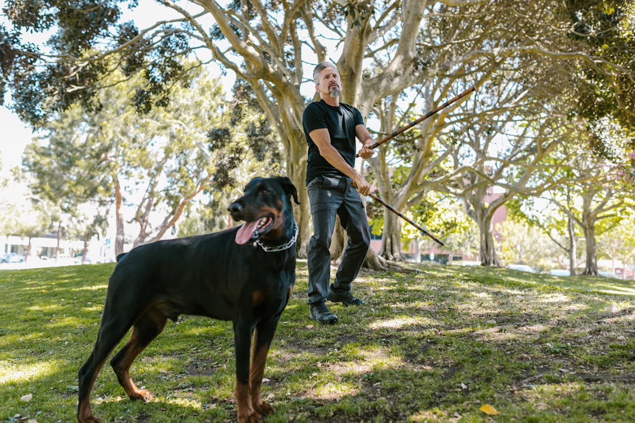 A man trains with arnis sticks next to a Doberman in a sunny park.